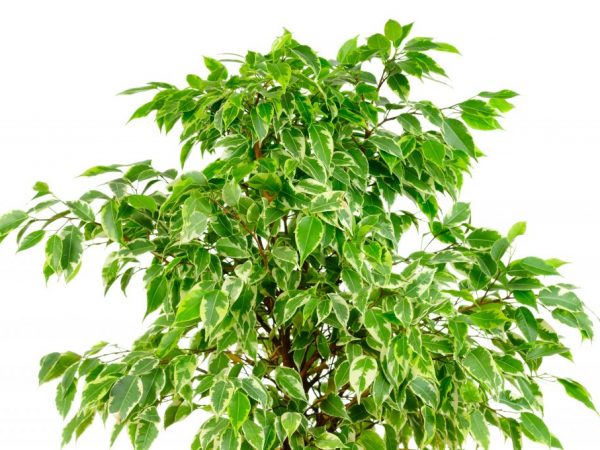 Formation de la couronne Ficus Benjamin