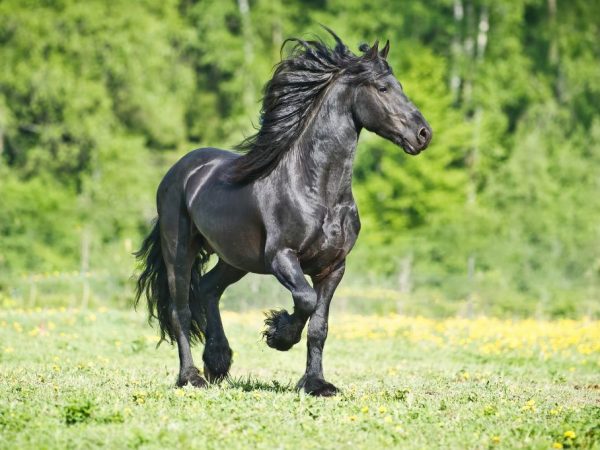 Lahi ng Friesian horse