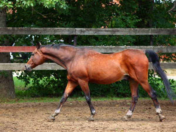 Race de chevaux hanovriens