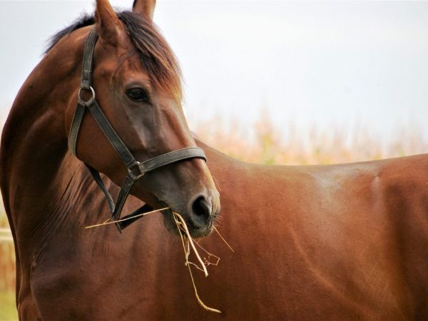 Costume de cheval bai