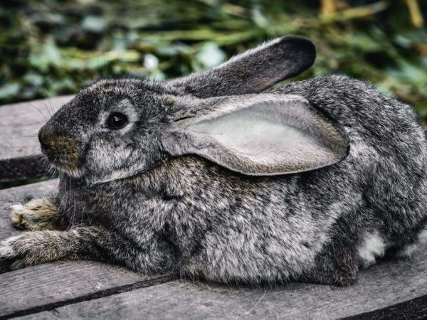 A nyúl szöszöt tép, de fészket nem csinál