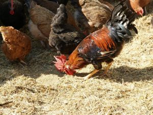 Granular na pataba ng manok