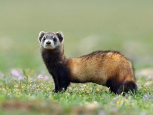 Weasel