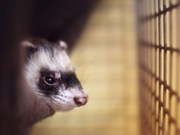 Ferret