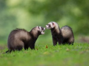 Ferrets