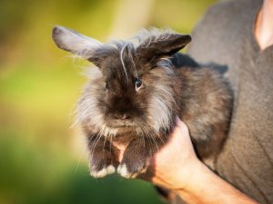 Iodine solution para sa mga rabbits