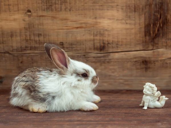 Pourquoi les lapins rêvent-ils