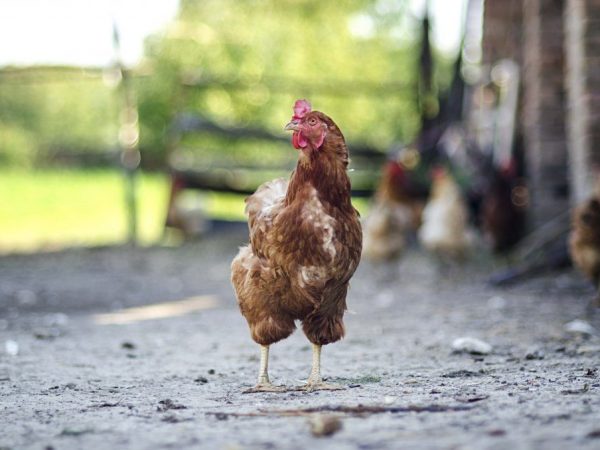 Comment une poule pond des œufs