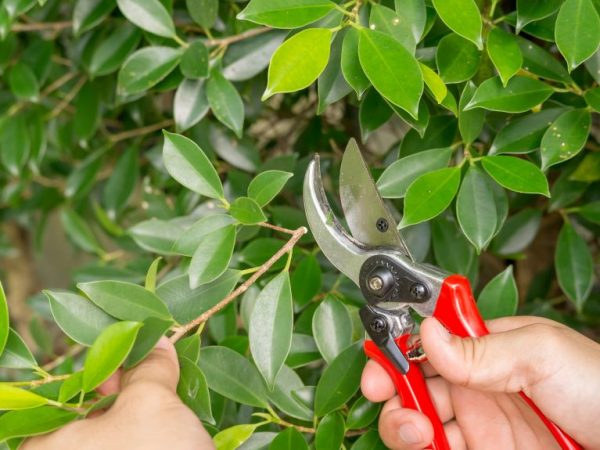 Mga pamamaraan ng pruning ng ficus at mga pamamaraan ng pagbuo ng korona