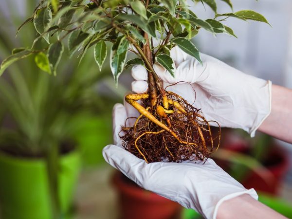 Ang root system ay nangangailangan din ng pruning.