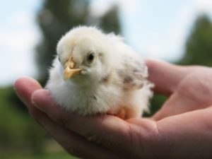 Paano matukoy ang kasarian ng isang manok