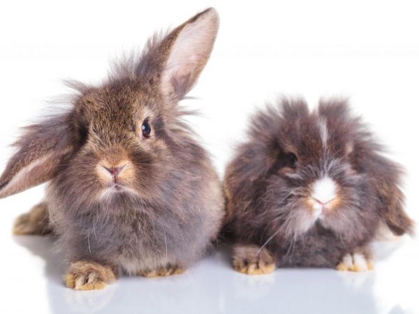 Comment déterminer le sexe d'un lapin