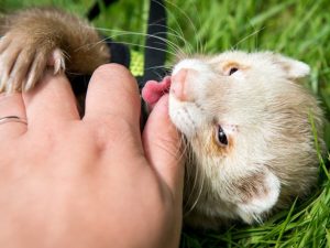 Paano ititigil ang isang ferret mula sa pagkagat