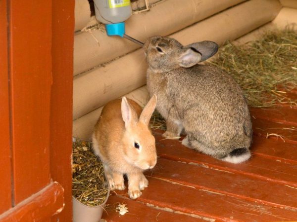 Mise en place d'un hangar à lapins