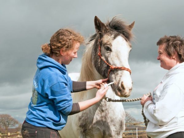 Comment conduire un cheval