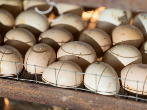 Paano maglagay ng mga itlog ng manok sa isang incubator