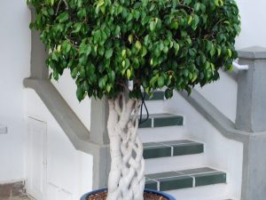 Paano itrintas ang Benjamin ficus sa bahay