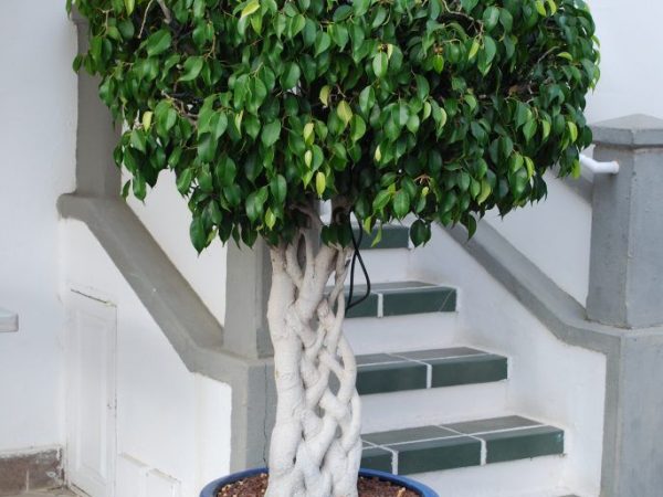 Paano itrintas ang ficus Benjamin sa bahay