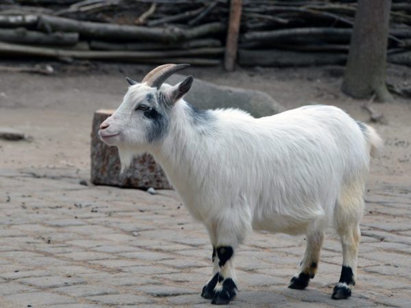 Mga kambing sa Cameroon