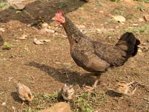 Dwarf at mini breed ng manok