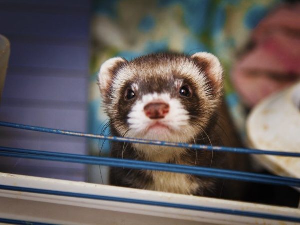 Ferret castration