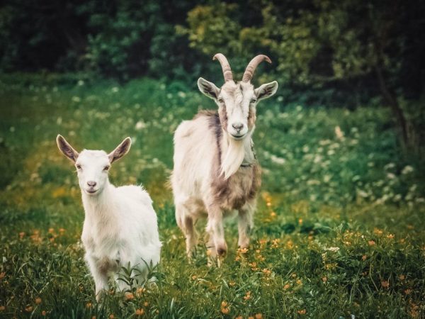 Paano i-castrate ang isang kambing