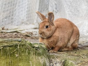 Neutering rabbits