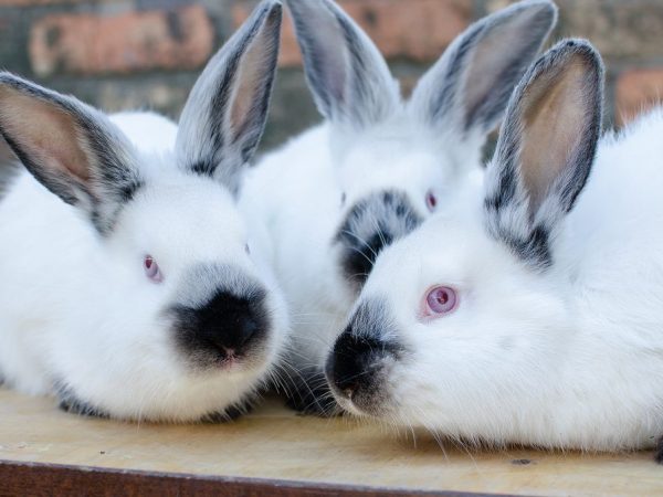 Les cages de Mikhailov pour lapins