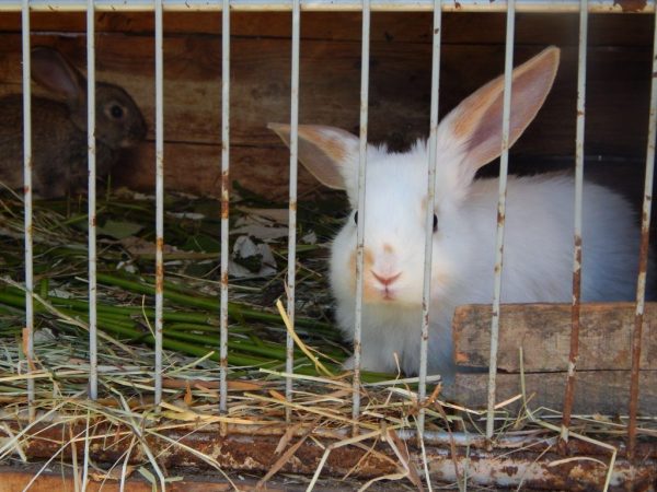 Mini-farm ng Mikhailov para sa mga rabbits