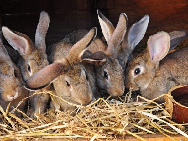 Nang lumabas ang mga bunnies sa pugad