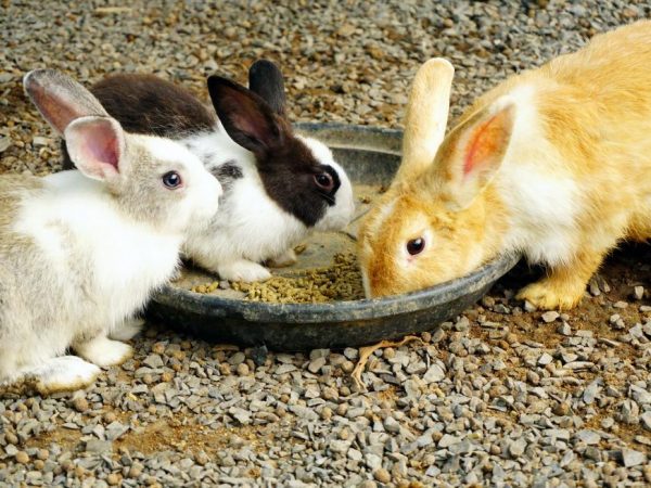 Quand retirer les lapins de maman