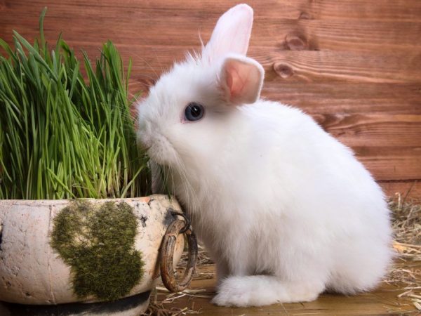 Coccidiostatics para sa mga rabbits