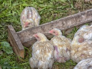 Ang pagpapakain ng mga broiler sa bahay