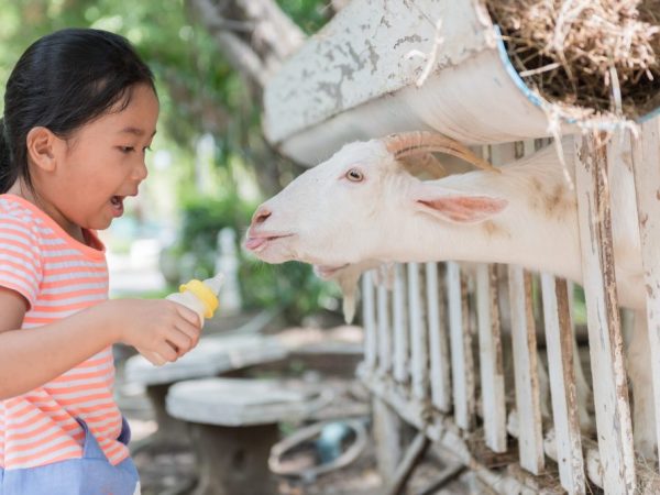 Feed ng kambing pagkatapos ng lambing