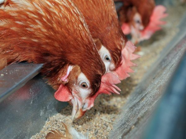 Tagapagbigay ng tubo ng manok sa imburnal