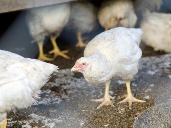 Poulets de Cornouailles