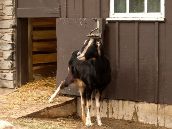 La Mancha kambing