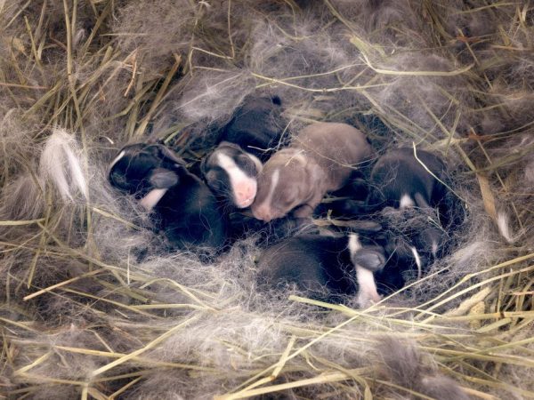 Pagpapakain ng mga bagong panganak na rabbits