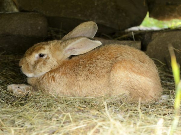 Lapins de races à viande