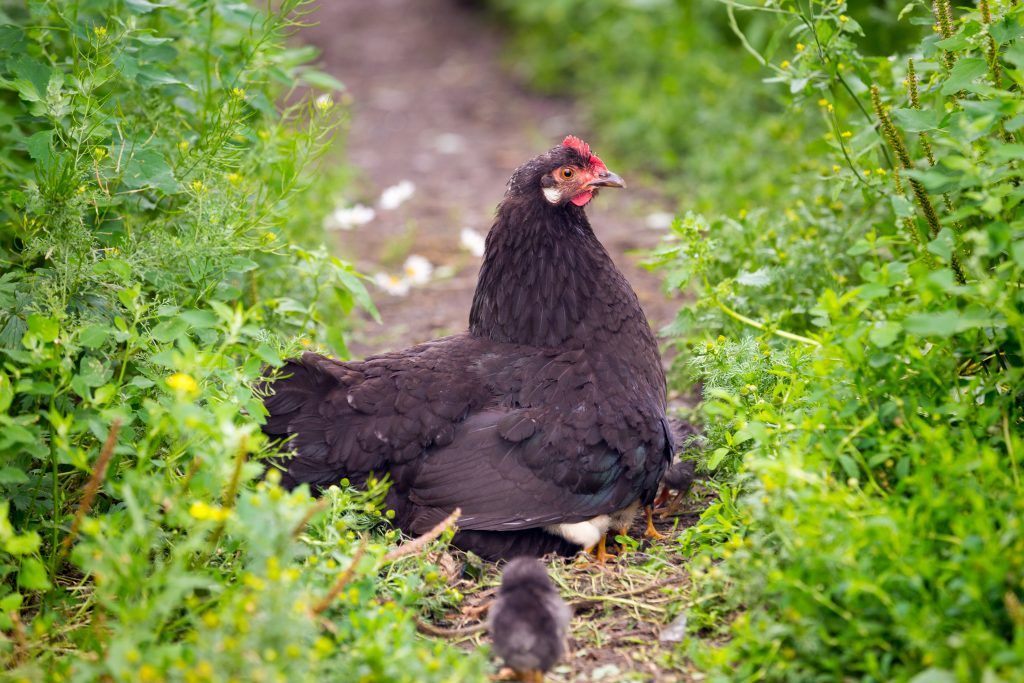 Paglalarawan ng mga manok ng lahi ng La Flash