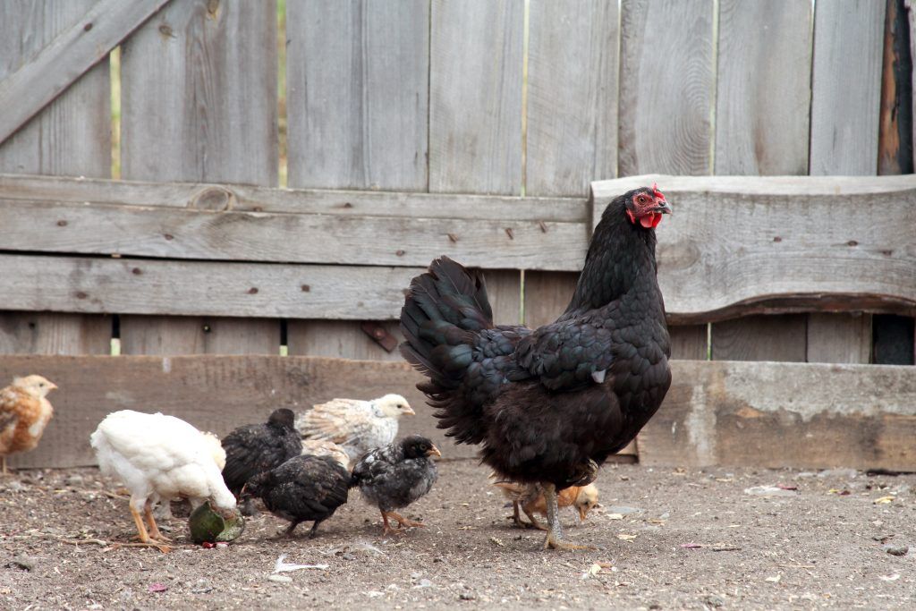 Ang Chicken La Flèche ay may mahusay na kaligtasan sa sakit