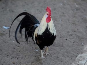 Paglalarawan ng lahi ng manok na Lakenfelder