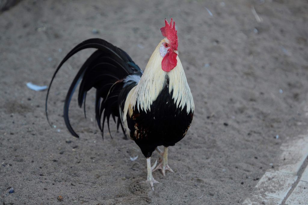  Paglalarawan ng lahi ng manok na Lackenfelder