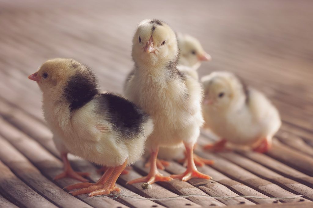 A Lakenfelder fajtájú csirkék egyaránt lehetnek sötét és világos színűek.