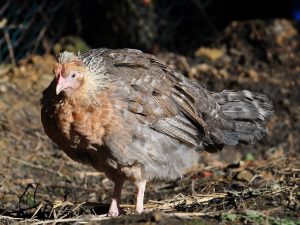 Lahi ng manok Legbar