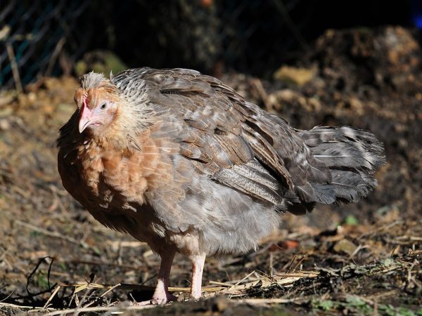 Lahi ng manok Legbar