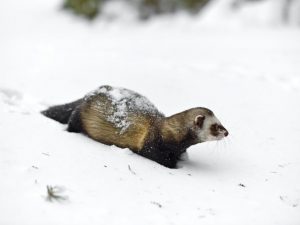 Forest ferret