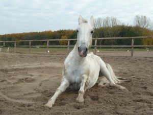 Kabayo ng Lipizzan