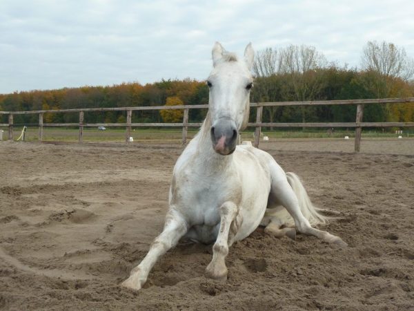 Cheval lipizzan