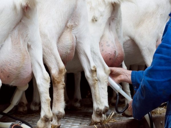 Tukuyin kung mayroong mastitis